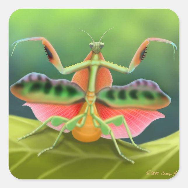 Adesivo Quadrado Rezando Mantis Exibindo (Frente)