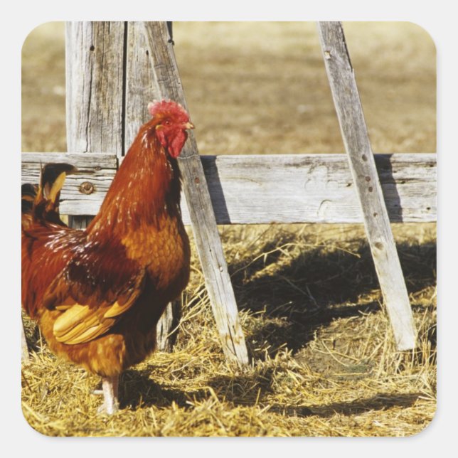 Adesivo Quadrado Rhode Island Red Rooster (Frente)