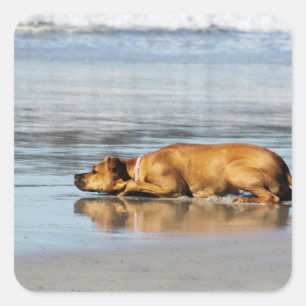 Adesivo Quadrado Rhodesian Ridgeback - está a água fria?