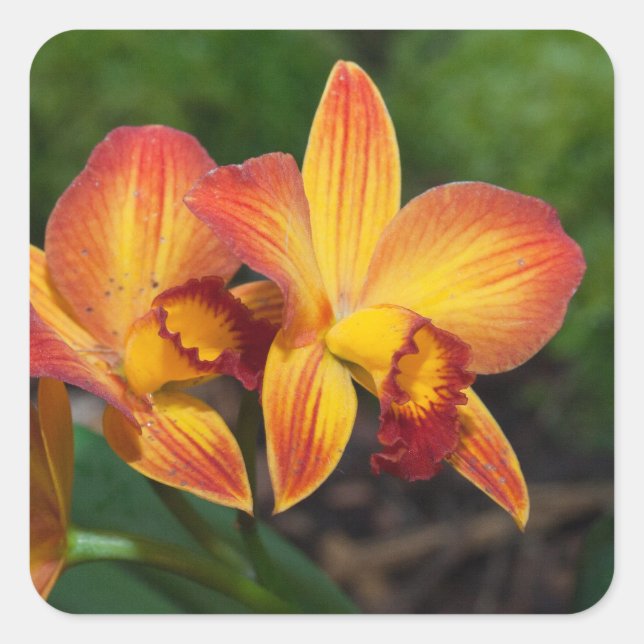 Adesivo Quadrado Rhyncattleanthe Love Tapeçaria (Frente)