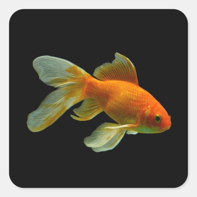 Adesivo Quadrado Rico Goldfish Stickers (Frente)