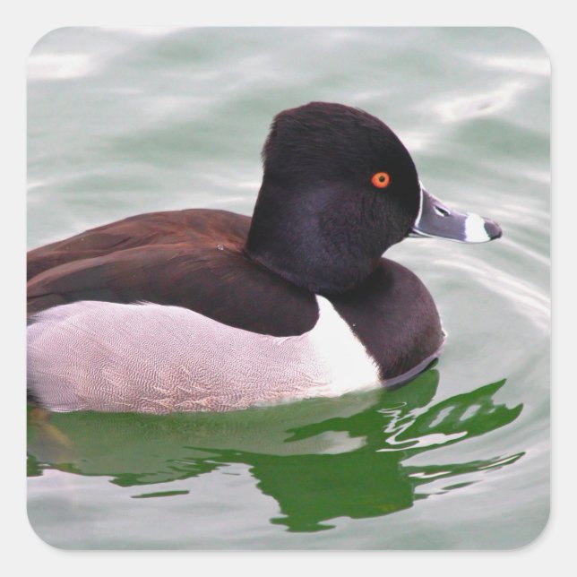 Adesivo Quadrado Ring Necked Duck (Frente)