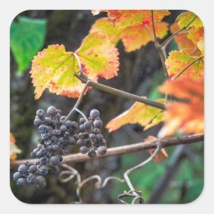 Adesivo Quadrado Ripe Isabella uva