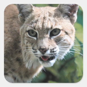 Adesivo Quadrado Robert J. Bobcat