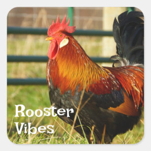 Adesivo Quadrado Rooster Vibes Fazenda Life