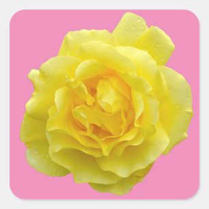 Adesivo Quadrado Rosa amarela