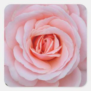 Adesivo Quadrado Rosa bonito do rosa