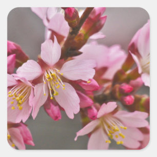 Adesivo Quadrado Rosa Contra Um Céu Cinza Flor de Cerejeira Japones