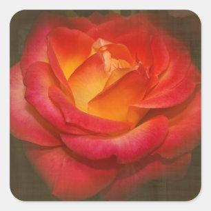Adesivo Quadrado Rosa de chamamento no pergaminho