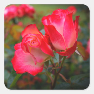 Adesivo Quadrado Rosa de Cherry Parfait nº 4
