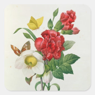 Adesivo Quadrado Rosa de Natal, Helleborus niger
