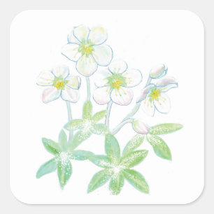 Adesivo Quadrado Rosa de Natal, Ilustração Helleborus niger