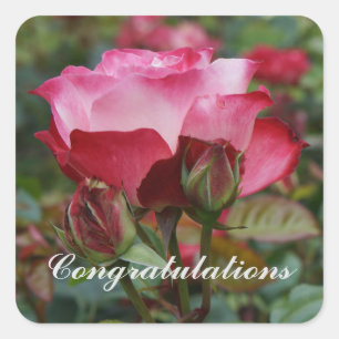 Adesivo Quadrado Rosa de Parfait de Cereja de parabéns nº 1-2