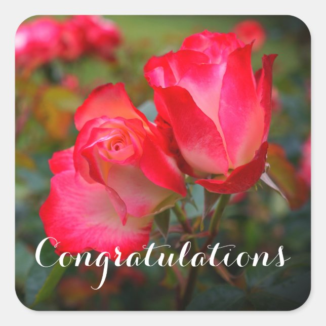 Adesivo Quadrado Rosa de Parfait de Cereja de parabéns nº 4-3 (Frente)