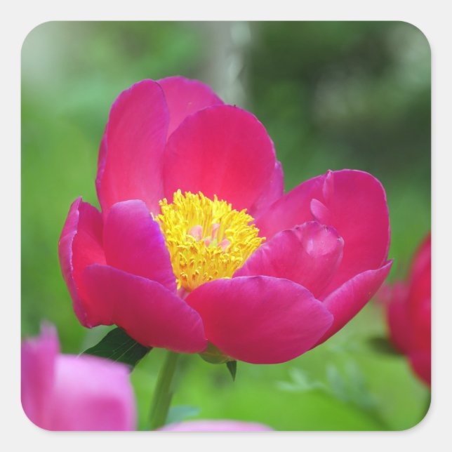 Adesivo Quadrado Rosa de rosa quente (Frente)