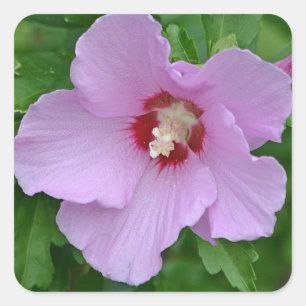 Adesivo Quadrado Rosa De Tubarão