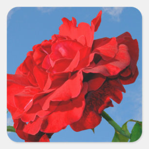 Adesivo Quadrado Rosa Don Juan com um céu azul