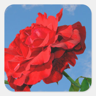 Adesivo Quadrado Rosa Don Juan com um céu azul