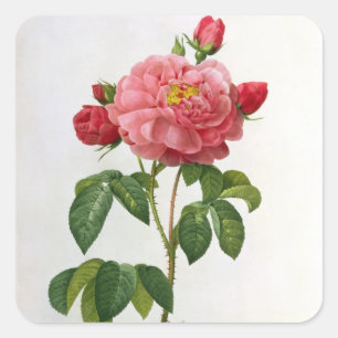 Adesivo Quadrado Rosa Gallica Aurelianensis