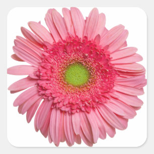 Adesivo Quadrado Rosa Gerbera Daisy