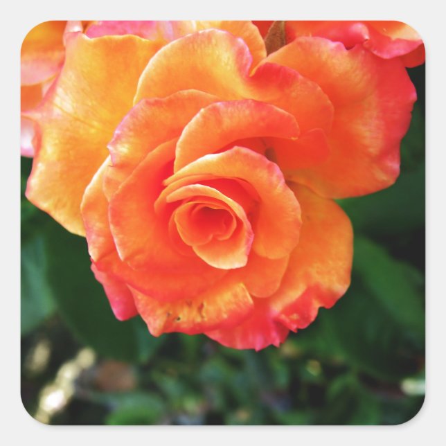Adesivo Quadrado Rosa laranja (Frente)
