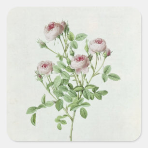 Adesivo Quadrado Rosa Pomponia, 'dos rosas de Les