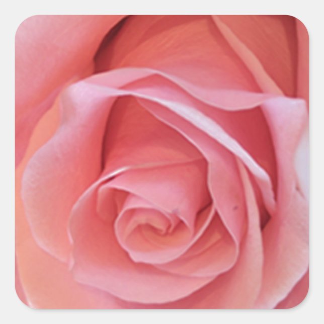 Adesivo Quadrado Rosa Rosa Rosa (Frente)