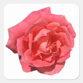 Adesivo Quadrado Rosa Rosa Rosa Rosa Cor-de-Rosa Com Base Personali
