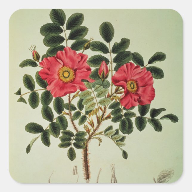 Adesivo Quadrado Rosa rugosa, de Flora Japonica (Frente)