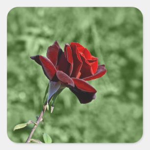 Adesivo Quadrado Rosa vermelha