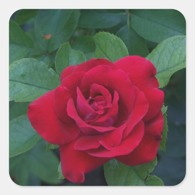 Adesivo Quadrado Rosa Vermelha de Perto (Frente)