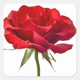 Adesivo Quadrado Rosa vermelha - os rosas personalizaram o modelo