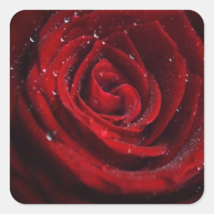 Adesivo Quadrado Rosa Vines Coração Padrão Flor Paz Destino de Amor