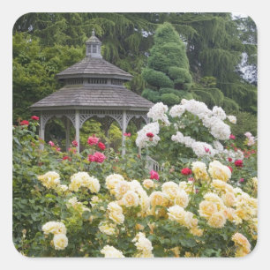 Adesivo Quadrado Rosas no Jardim Rosa da Flor e Gazebo