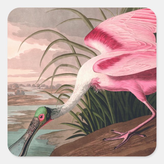 Adesivo Quadrado Roseate Spoonbill Audubon Bird Willife (Frente)