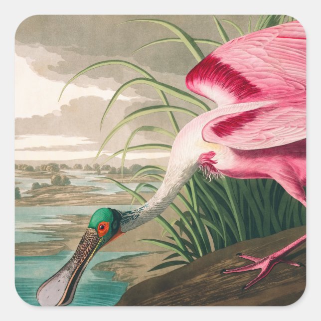 Adesivo Quadrado Roseate Spoonbill, por John James Audubon (Frente)