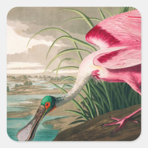 Adesivo Quadrado Roseate Spoonbill, por John James Audubon
