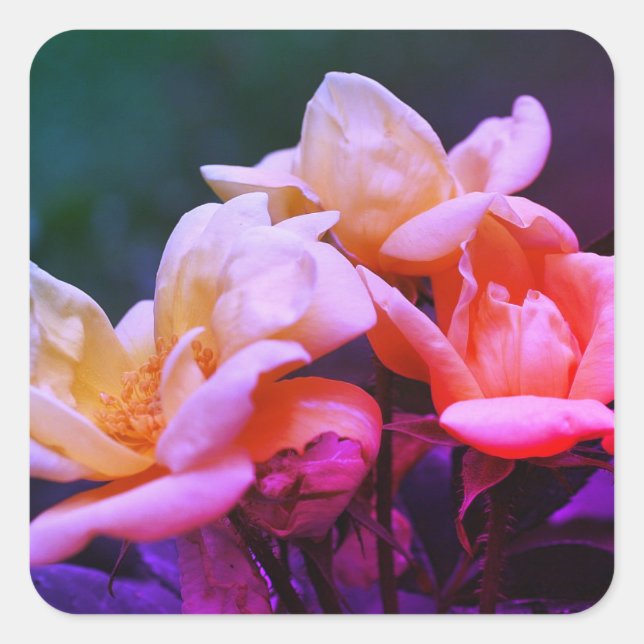 Adesivo Quadrado Rosebuds Inclinados Floral (Frente)