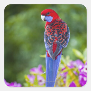 Adesivo Quadrado Rosella carmesim & contexto das orquídeas