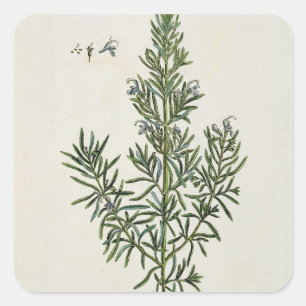 Adesivo Quadrado Rosmarinus Officinalis, "de um erval curioso", 1