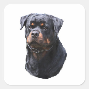 Adesivo Quadrado Rottweiler
