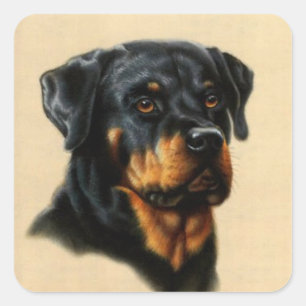 Adesivo Quadrado Rottweiler