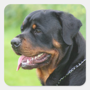 Adesivo Quadrado rottweiler