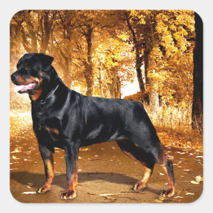 Adesivo Quadrado Rottweiler