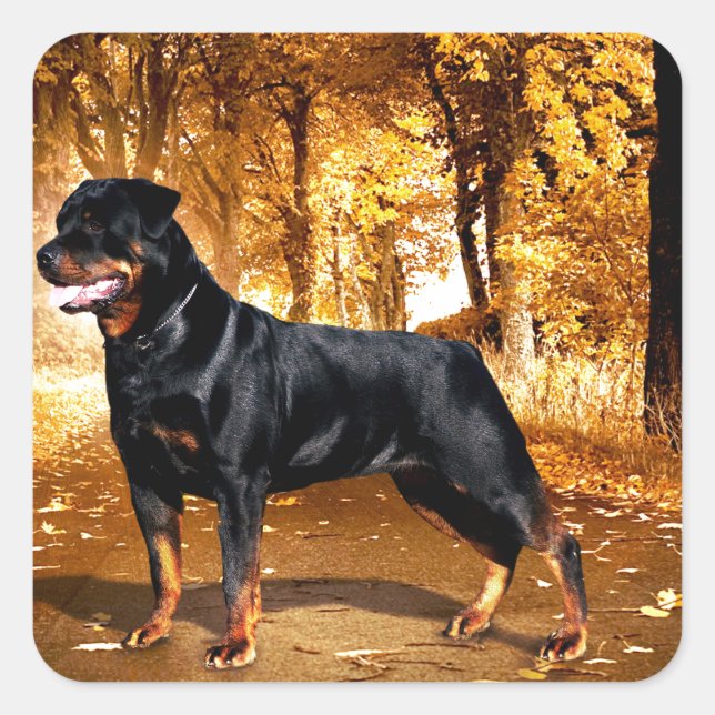 Adesivo Quadrado Rottweiler (Frente)