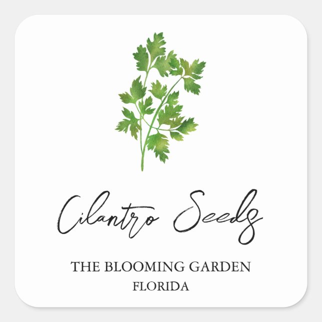 Adesivo Quadrado Rótulo das Sementes de Cilantro (Frente)