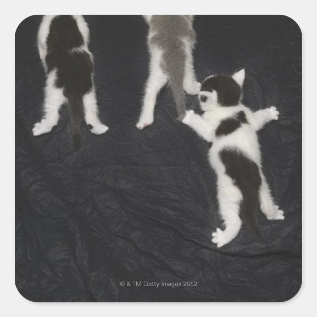 Adesivo Quadrado Rouco (Frente)