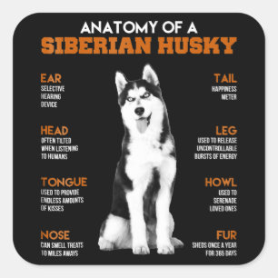 Adesivo Quadrado Rouco   Anatomia Dos Cães Husky Siberianos