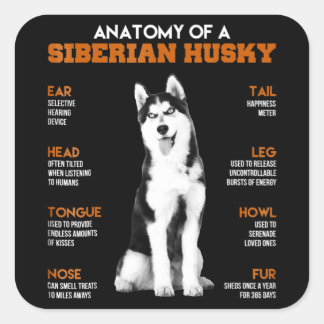 Adesivo Quadrado Rouco | Anatomia Dos Cães Husky Siberianos