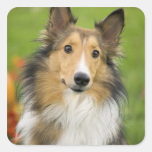 Adesivo Quadrado Rough Collie, cão
